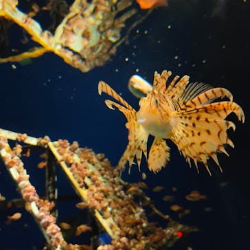 マリンワールド海の中道に投稿された画像（2024/4/29）