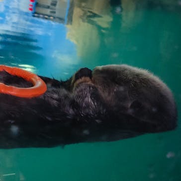 マリンワールド海の中道に投稿された画像（2024/4/29）