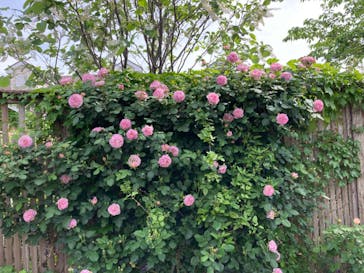 横浜イングリッシュガーデンに投稿された画像（2024/4/29）