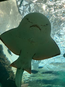 名古屋港水族館に投稿された画像（2024/4/29）