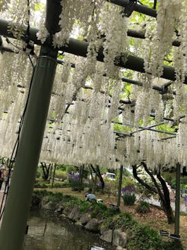 浜名湖花博2024に投稿された画像（2024/4/29）