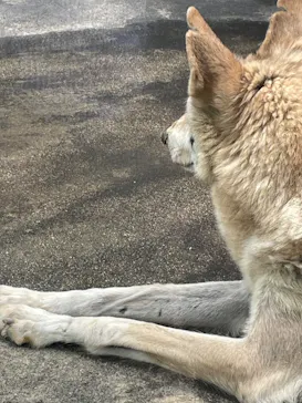 天王寺動物園に投稿された画像（2024/4/29）