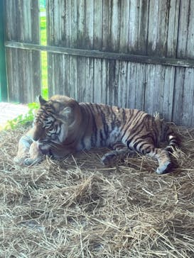 岩手サファリパークに投稿された画像（2024/4/29）