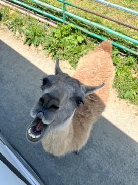 岩手サファリパークに投稿された画像（2024/4/29）