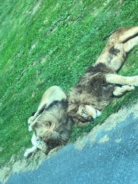 岩手サファリパークに投稿された画像（2024/4/29）