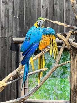 岩手サファリパークに投稿された画像（2024/4/29）