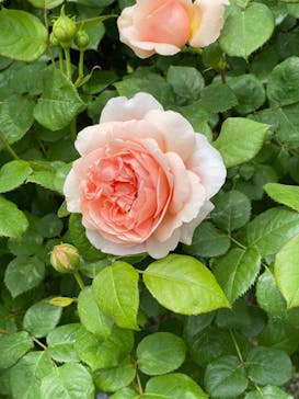 浜名湖花博2024に投稿された画像（2024/4/29）