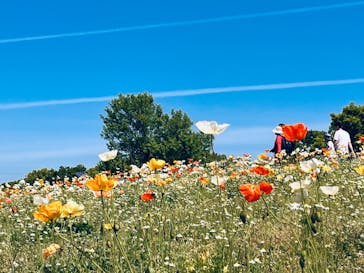 万博記念公園に投稿された画像（2024/4/29）
