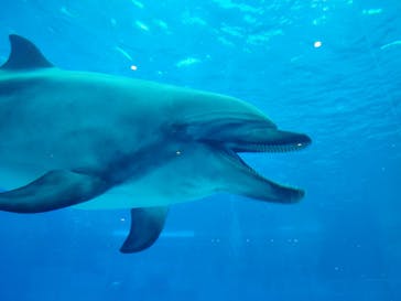 名古屋港水族館に投稿された画像（2024/4/29）