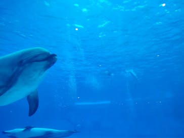 名古屋港水族館に投稿された画像（2024/4/29）
