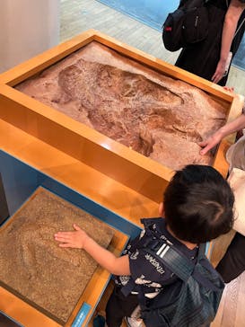 福井県立恐竜博物館に投稿された画像（2024/4/29）