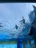 サンシャイン水族館に投稿された画像（2024/4/29）