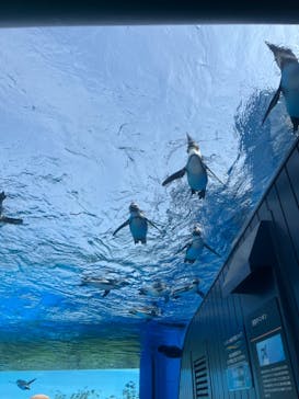 サンシャイン水族館に投稿された画像（2024/4/29）