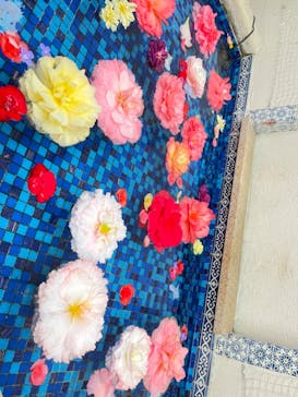 浜名湖花博2024に投稿された画像（2024/4/29）