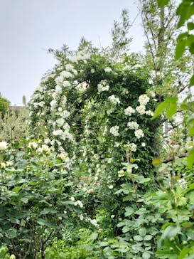 横浜イングリッシュガーデンに投稿された画像（2024/4/29）