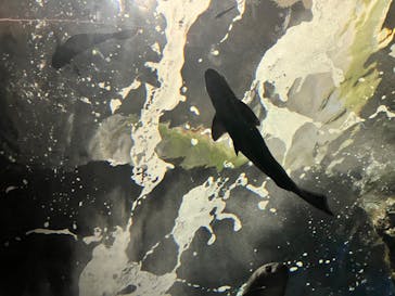 マリンワールド海の中道に投稿された画像（2024/4/29）