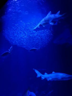 マリンワールド海の中道に投稿された画像（2024/4/29）