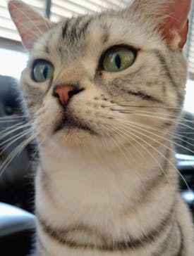 猫カフェモカ　池袋東口店に投稿された画像（2024/4/29）