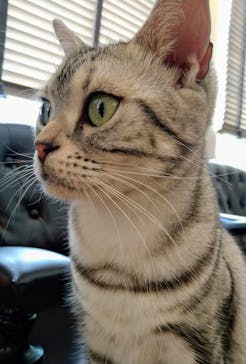 猫カフェモカ　池袋東口店に投稿された画像（2024/4/29）