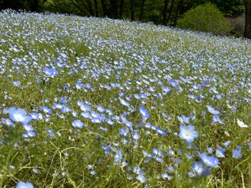 ぎふワールド・ローズガーデンに投稿された画像（2024/4/29）