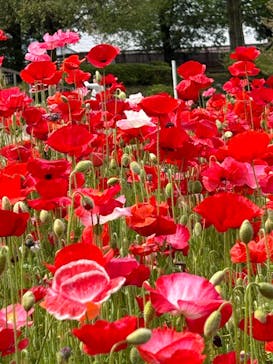 ぎふワールド・ローズガーデンに投稿された画像（2024/4/29）