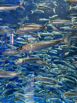 アクアワールド茨城県大洗水族館に投稿された画像（2024/4/29）