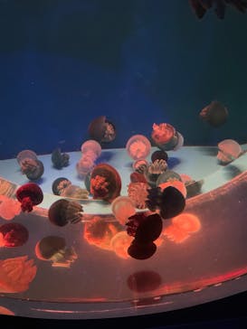 アクアワールド茨城県大洗水族館に投稿された画像（2024/4/29）