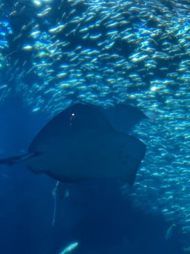 アクアワールド茨城県大洗水族館に投稿された画像（2024/4/29）