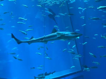 アクアワールド茨城県大洗水族館に投稿された画像（2024/4/29）