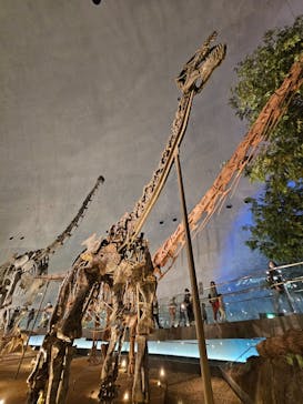 福井県立恐竜博物館に投稿された画像（2024/4/29）