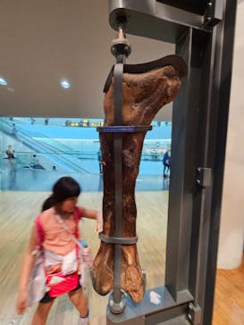 福井県立恐竜博物館に投稿された画像（2024/4/29）