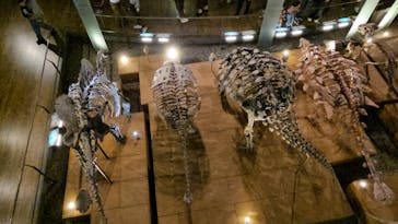 福井県立恐竜博物館に投稿された画像（2024/4/29）