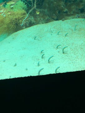 環境水族館アクアマリンふくしまに投稿された画像（2024/4/30）
