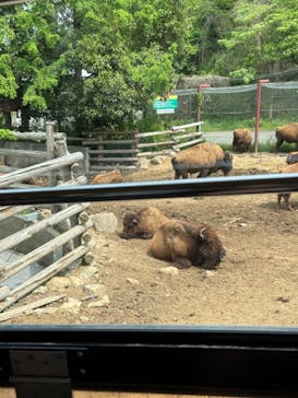 群馬サファリパークに投稿された画像（2024/4/30）