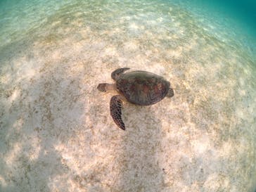 宮古島マリンショップSmileyに投稿された画像（2024/4/30）