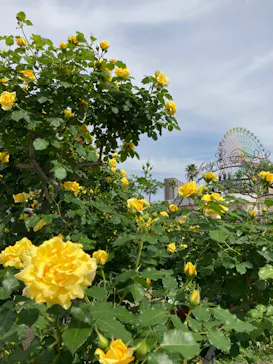 ひらかたパークに投稿された画像（2024/4/30）