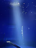 サンシャイン水族館に投稿された画像（2024/4/30）
