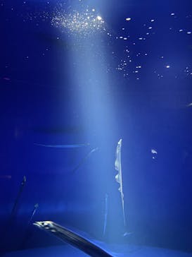 サンシャイン水族館に投稿された画像（2024/4/30）