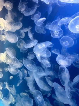 鴨川シーワールドに投稿された画像（2024/4/30）