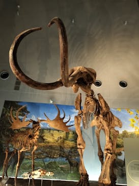 福井県立恐竜博物館に投稿された画像（2024/4/30）