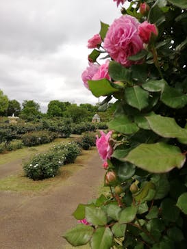 京成バラ園に投稿された画像（2024/4/30）
