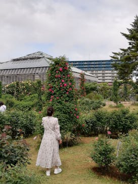 京成バラ園に投稿された画像（2024/4/30）