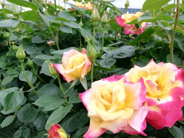 京成バラ園に投稿された画像（2024/4/30）