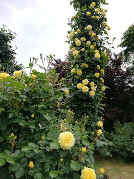 京成バラ園に投稿された画像（2024/4/30）