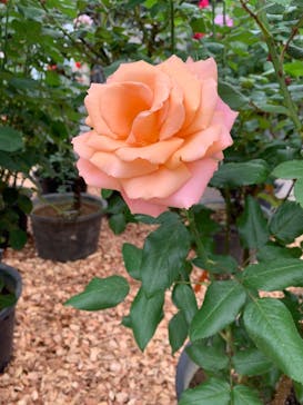 京成バラ園に投稿された画像（2024/4/30）