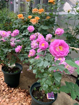 京成バラ園に投稿された画像（2024/4/30）