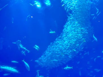 アクアワールド茨城県大洗水族館に投稿された画像（2024/4/30）