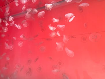 アクアワールド茨城県大洗水族館に投稿された画像（2024/4/30）