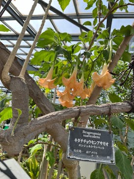 淡路ファームパーク イングランドの丘に投稿された画像（2024/4/30）