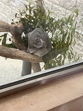 淡路ファームパーク イングランドの丘に投稿された画像（2024/4/30）